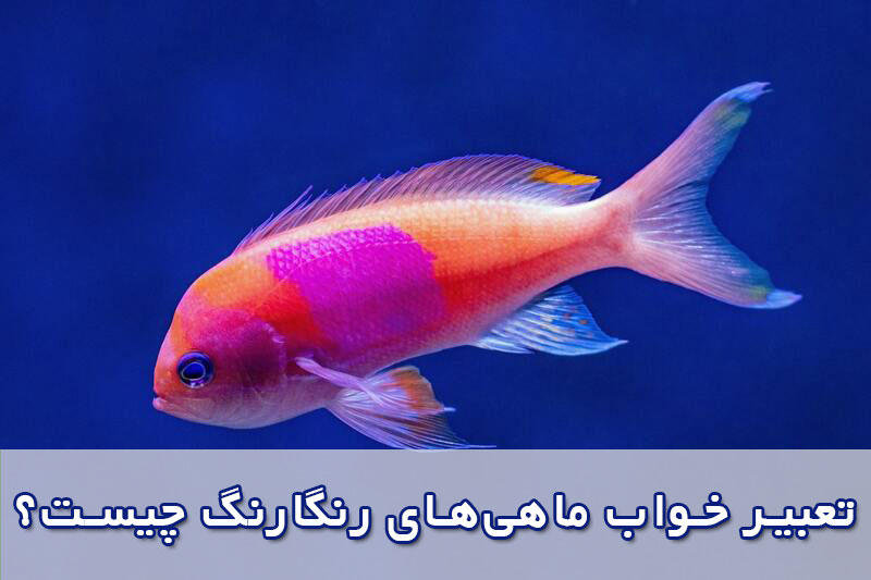 تعبیر خواب ماهی‌های رنگارنگ
